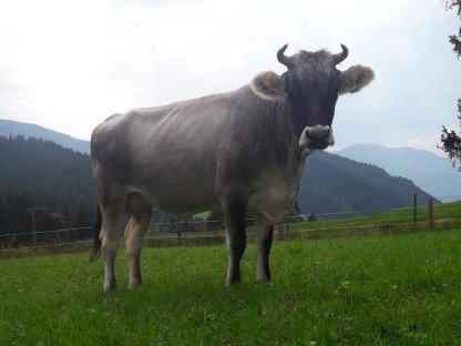 Bild 4:Bio Grauviehkuh