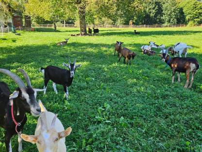 Bild 4:Bio-Milchziegen und Bio-Ziegenkitze weiblich