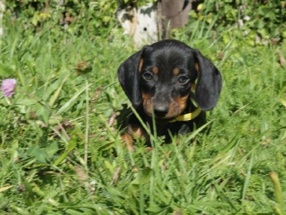 Bild 6:Standard Dackel Welpen suchen oh Traumzuhause