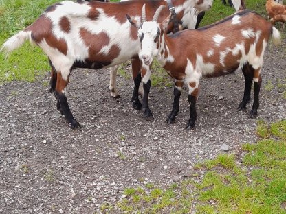 Bild 2:Tauernschecken zu verkaufen