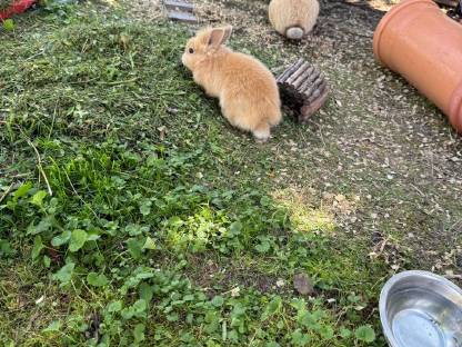 Bild 4:Löwenkopf Zwergkaninchen Baby