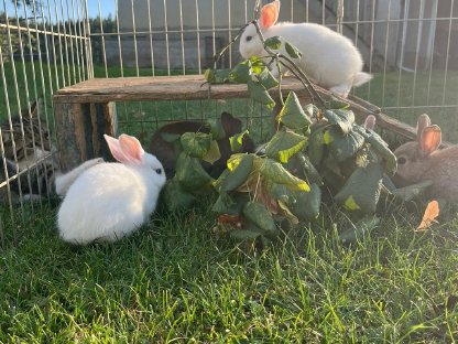 Bild 4:Junge Kaninchen zu vergeben