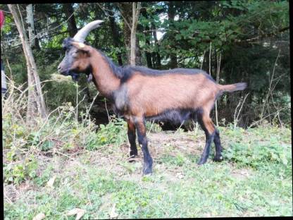Pinzgauerbock