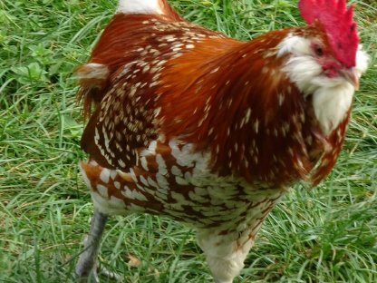 Bild 6:Thüringer Barthuhn