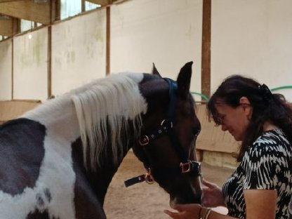 Wunderschöne und brave Ponystute zu verkaufen