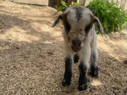 Bild 8:Seidenhühner & Mixe