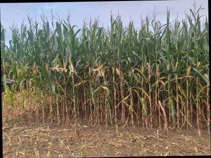 Bild 4:Silomais Häckselmais