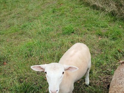 Bild 2:Nolana Jungbock