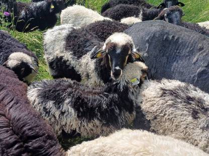 Bild 3:Krainer Steinschafe aus Melkbetrieb