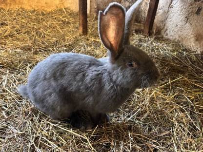 Bild 2:Blaue Wiener und Schwarze Kaninchen