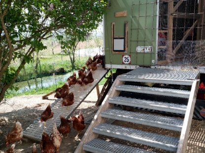 Bild 9:Mobilstall für Legehennen