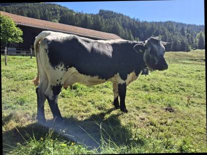 Kuh Rind Milchkuh Pustertaler Sprinzen/Schecken