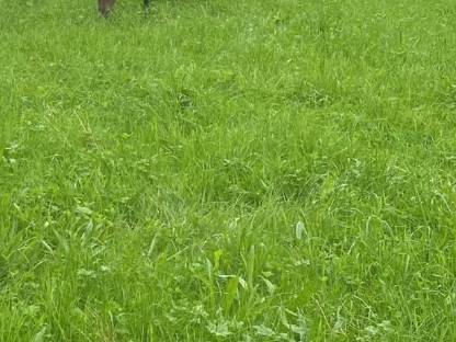 Bild 4:Vollblutaraberstute braun mit einem Herz aus Gold