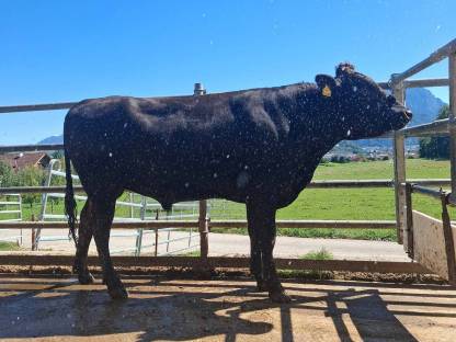 Zuchtbulle Wagyu Herdbuch A gekört