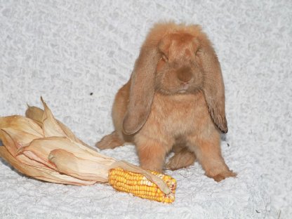 Bild 8:Deutsche Widder