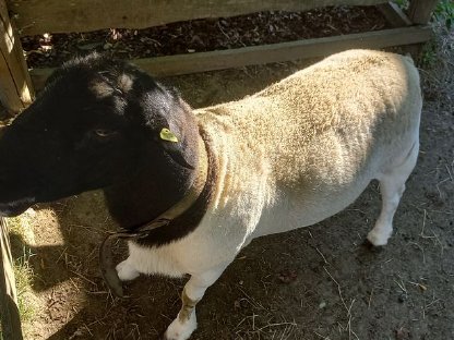 Bild 3:Dorper Schafbock, HZB-Zuchtbock