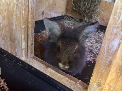 Bild 3:Löwenkopfkaninchen