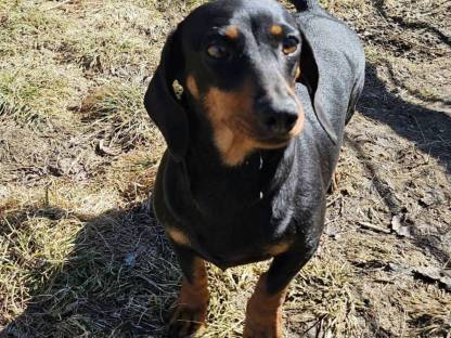 Bild 3:Zwergdackel Hündin