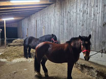 Bild 8:Norikerpärchen