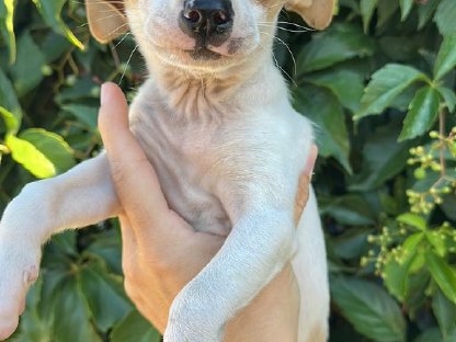 Bild 3:Einzigartige Chihuahua-Welpen suchen Lebensplätze