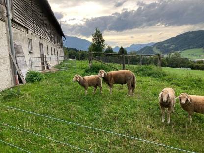 Bild 3:Merino Widder, Bio