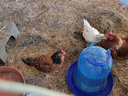 Bild 2:Junge Legehühner Bio