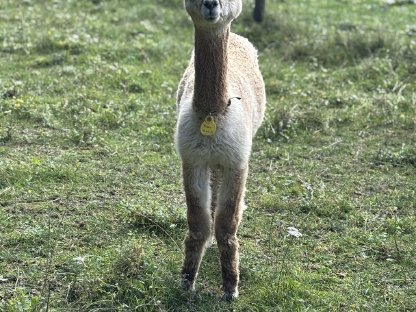 Bild 3:Alpaka Junghengst - AHW Flake