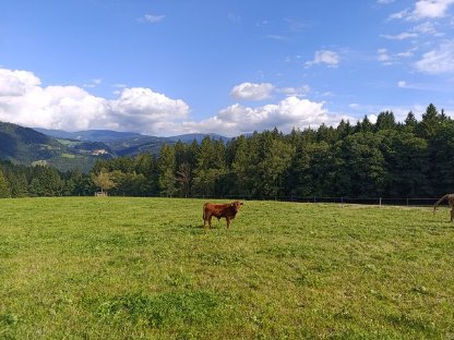 Bild 4:Bio Dexter Kalbinnen und Jungstier