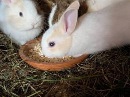 Bild 3:Kleine Löwenkopf-Zwergkaninchen zu verkaufen