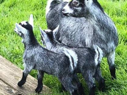 Bild 7:Suche Zwergziegenbock in Grau/Blau/Silber