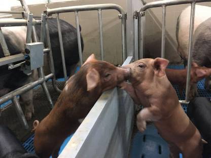 Bild 5:Schwäbisch Hall x Duroc Ferkel, Iberico-Schw.-Hall x Duroc