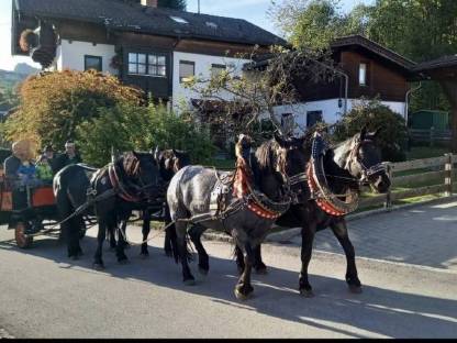 Bild 6:Noriker Stuten