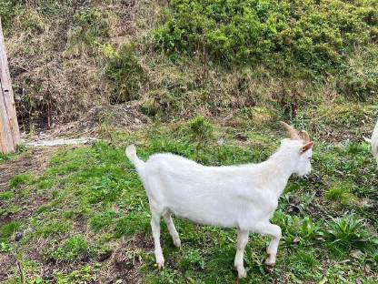 Bild 4:Saanenbock Kitz