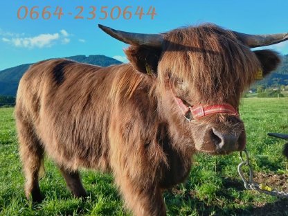 Bild 3:Verkaufe Bio-Hochlandrinder Kalbin