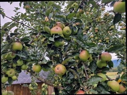 Bild 5:Bio Streuobstäpfel
