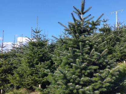 Bild 2:Nordmanntannen