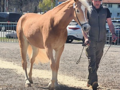 Tiroler Haflinger Stute Skyfall