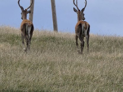 Bild 2:Rotwild Zuchthirsch