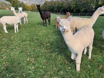 Bild 2:Alpakas
