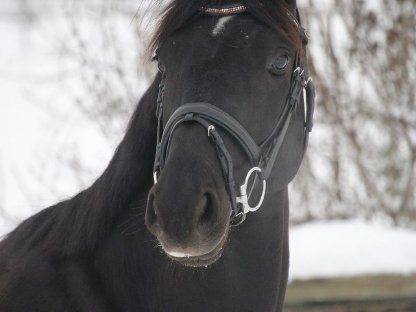Bild 2:Bildschöner Rappe zum Losreiten