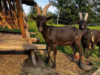 Bild 5:Aosta Ziege und Böcke