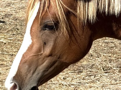 Bild 3:Jährlingsstute – Iberer × Reitpony Cross (Endmaß ca. 148 m)