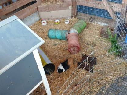 Bild 4:Meerschweinchen