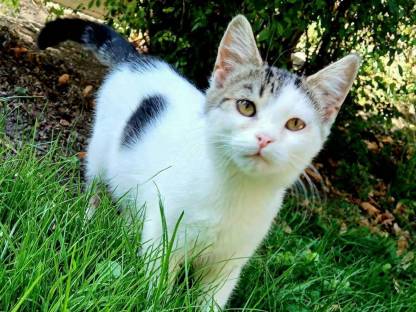 Bild 2:Weibliches Kätzchen