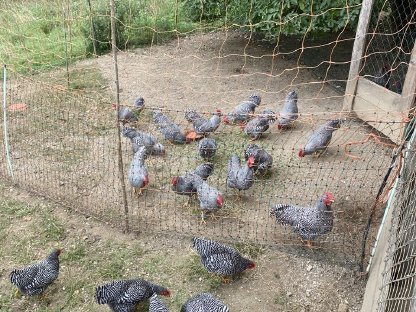 Bild 2:Zwerg-Amrocks, Hennen, Hähne