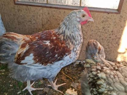 Bild 2:Wyandotten-Mix Hahn