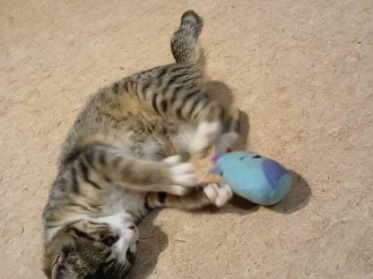 Bild 2:Weibliches Kätzchen