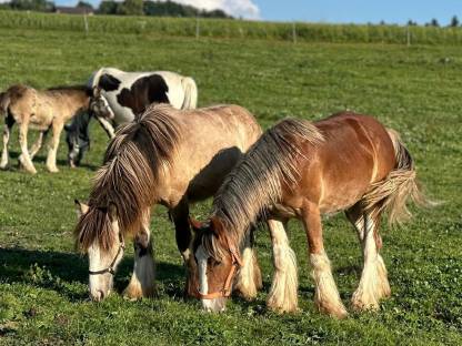 Bild 2:Tinkerhengst, geb. 2024