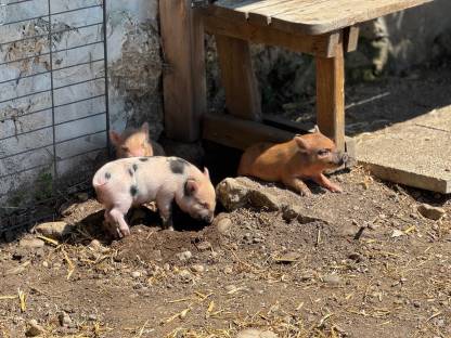 Bild 2:Microschwein/Minischwein