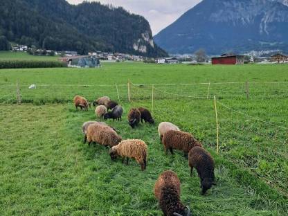 Bild 3:Ouessant, Quessant, bretonisches Zwergschaf